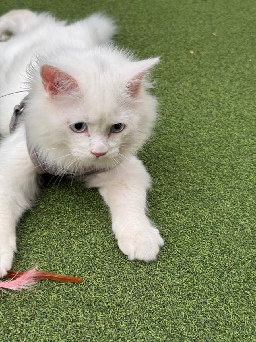 A cat staying at The Purring Lounge