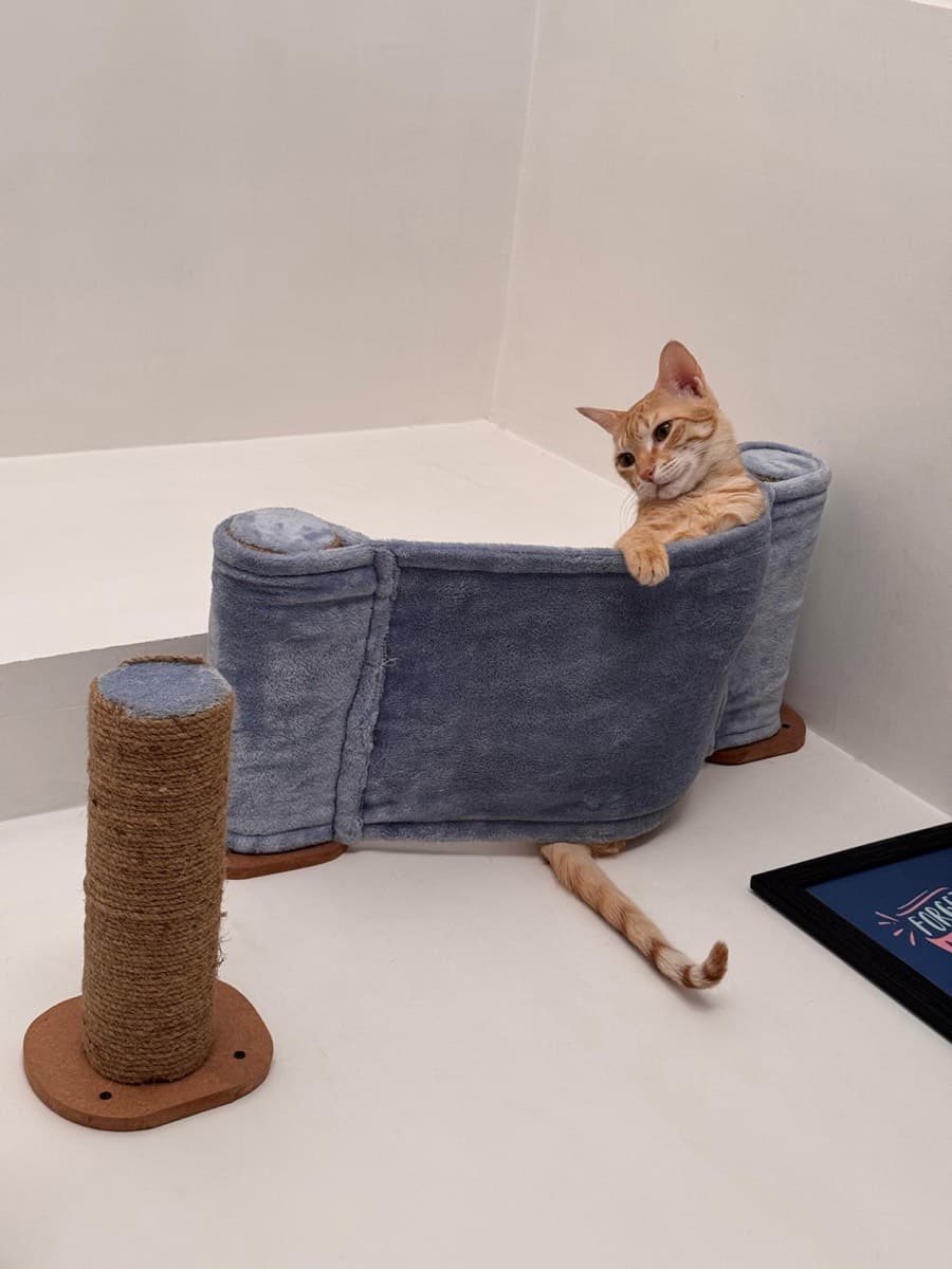 A cat staying at The Purring Lounge