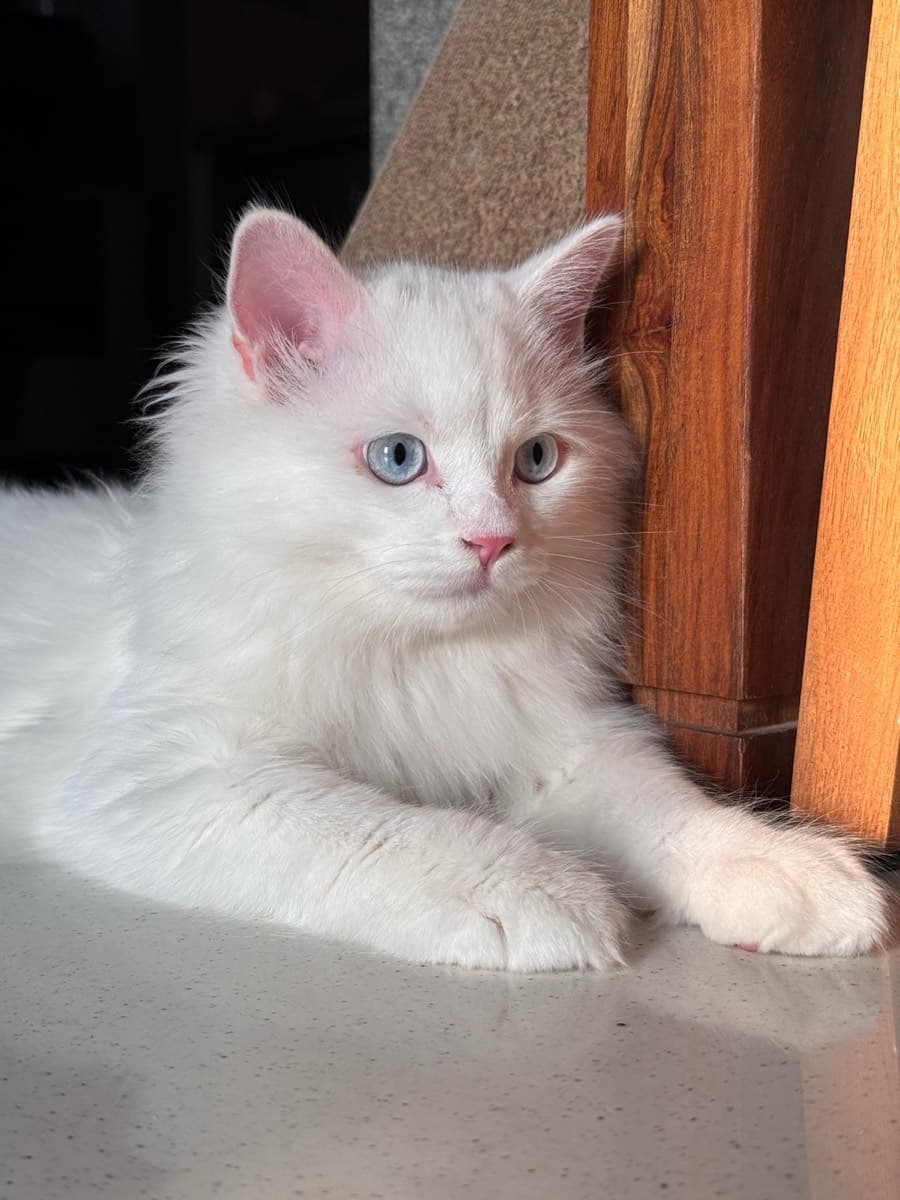 A cat staying at The Purring Lounge