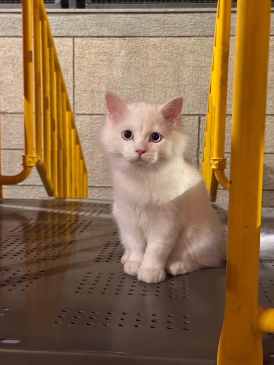 A cat staying at The Purring Lounge