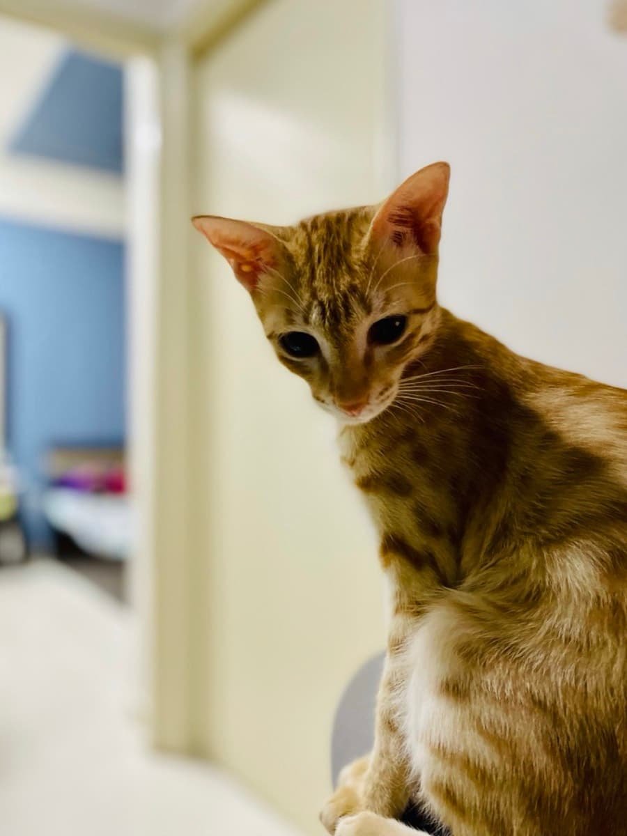 A cat staying at The Purring Lounge