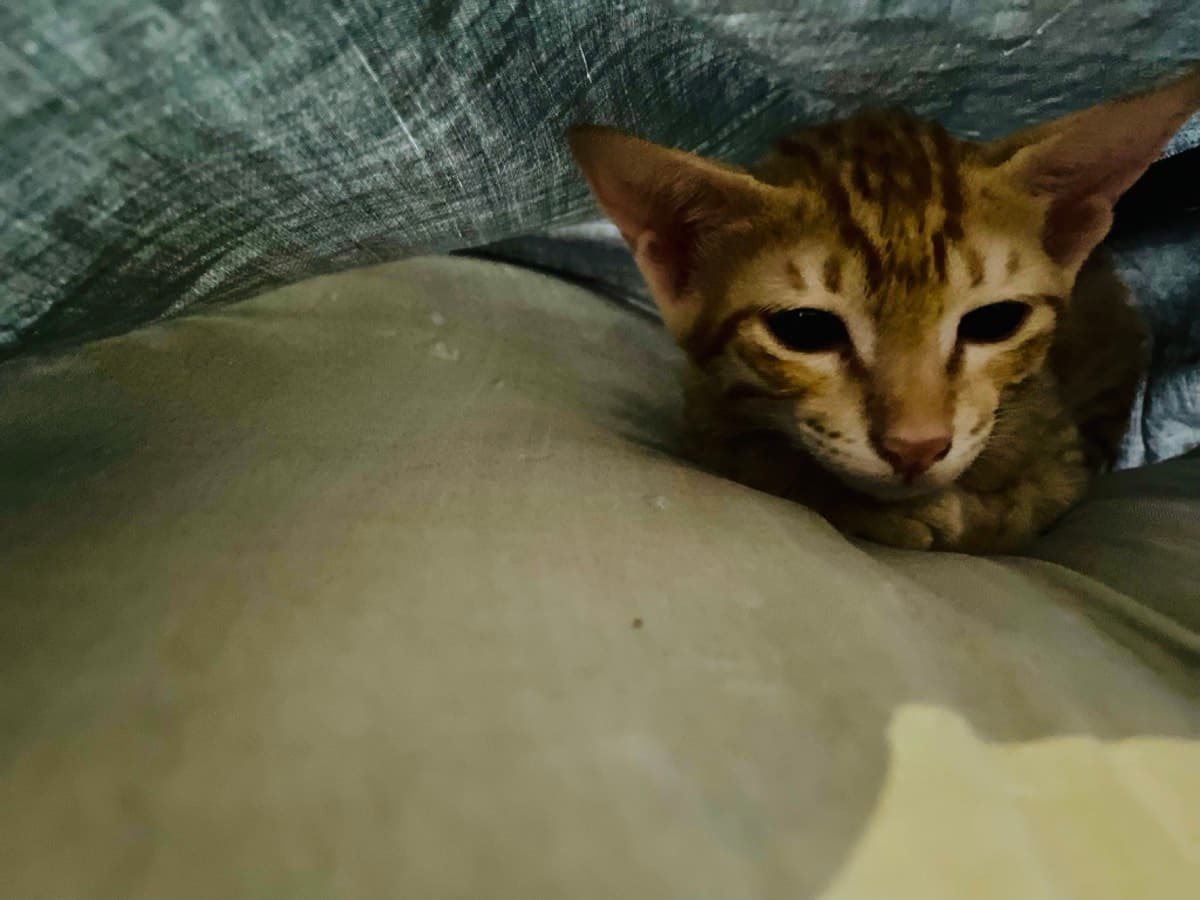 A cat staying at The Purring Lounge