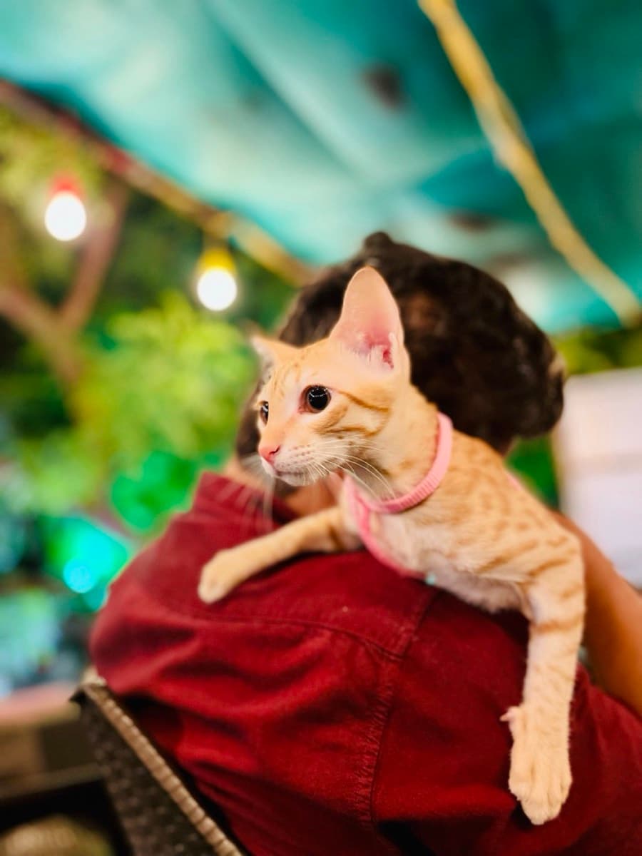 A cat staying at The Purring Lounge