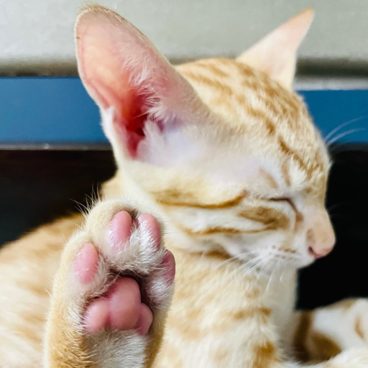 A cat staying at The Purring Lounge