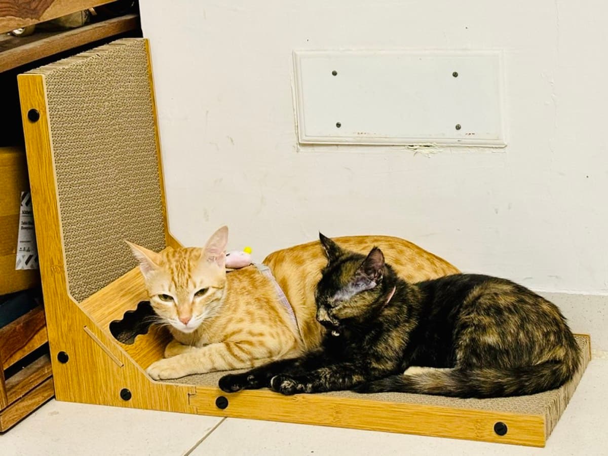 A cat staying at The Purring Lounge