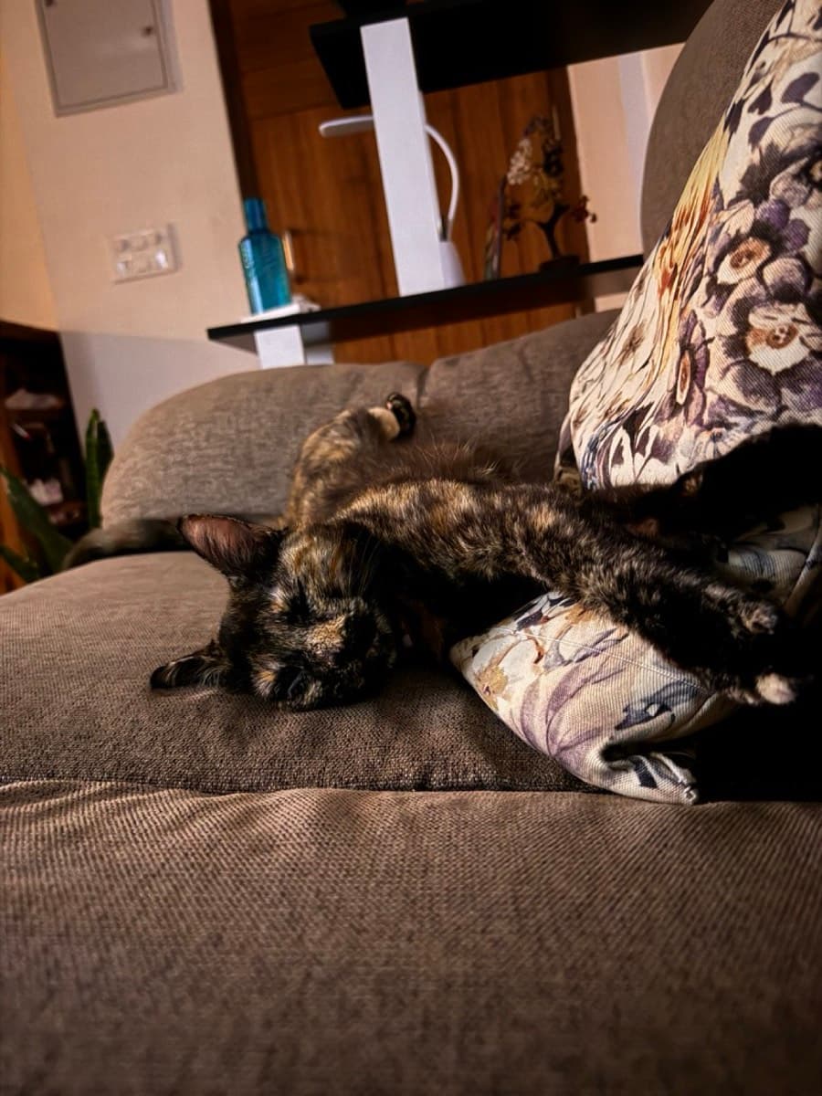 A cat staying at The Purring Lounge