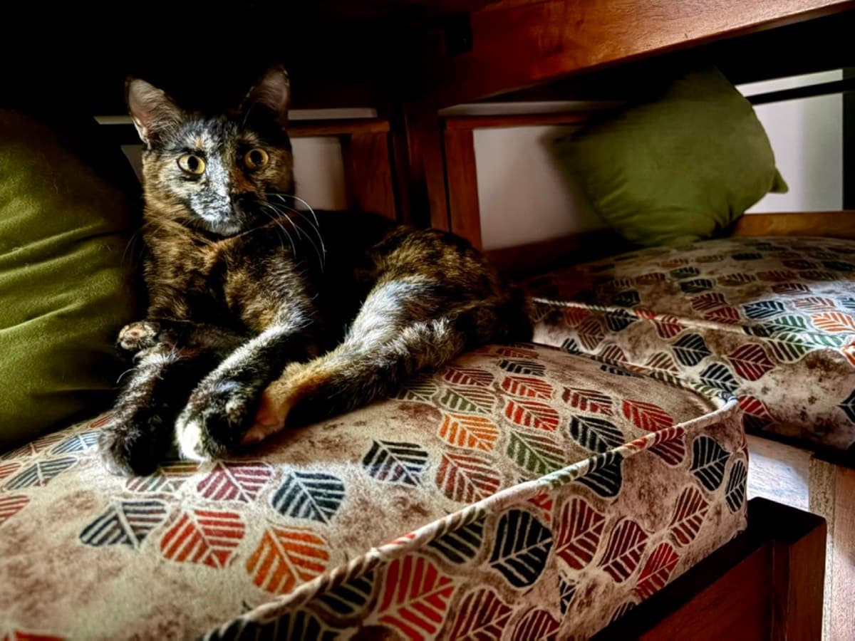 A cat staying at The Purring Lounge