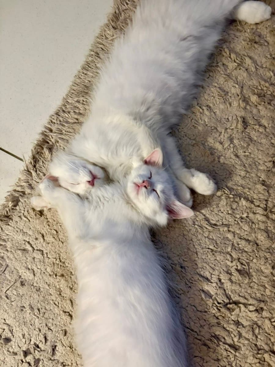A cat staying at The Purring Lounge