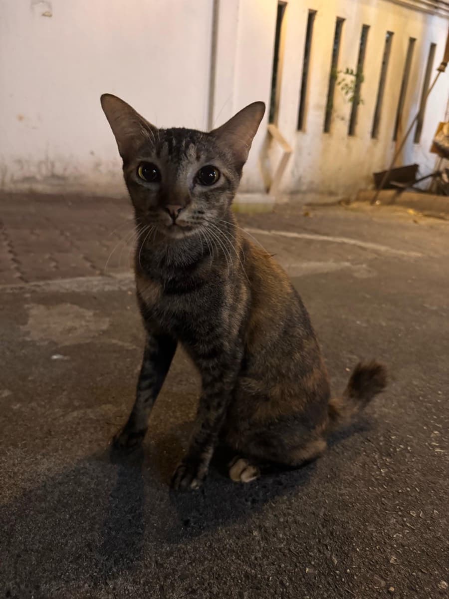 A cat staying at The Purring Lounge