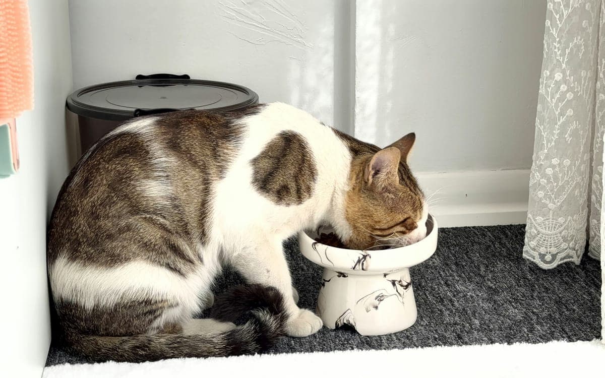 Premium Stay with Food at The Purring Lounge