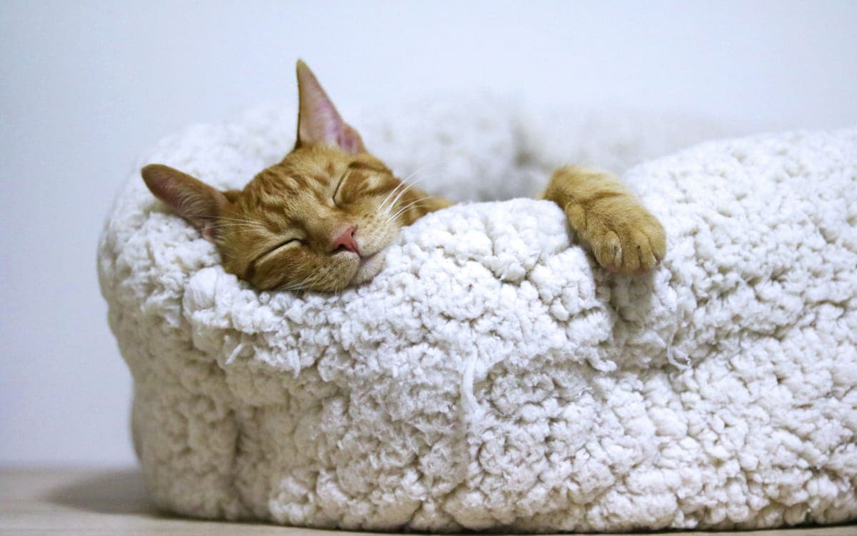 Premium Stay at The Purring Lounge