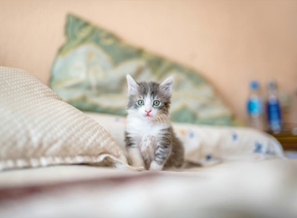 Cat relaxing in a home-like boarding environment