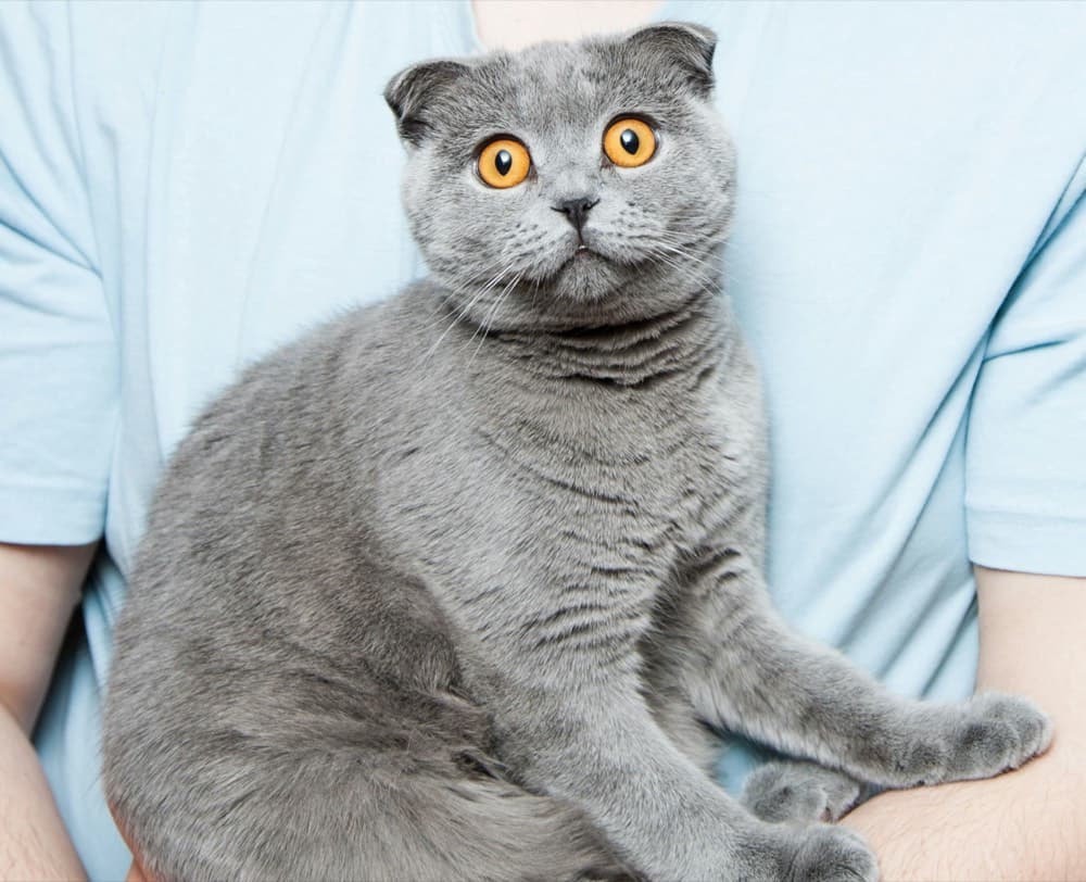 Cat receiving grooming